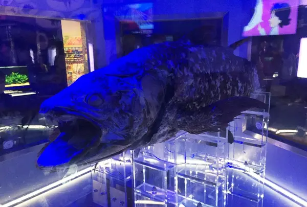 生きる化石シーラカンス