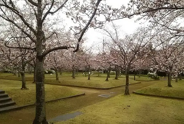 さくらの森公園