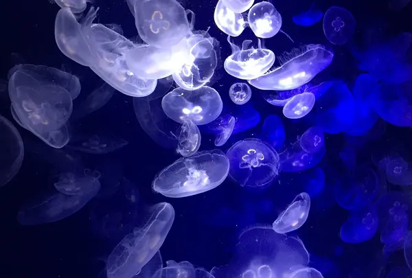 鴨川シーワールドの写真・動画_image_56482