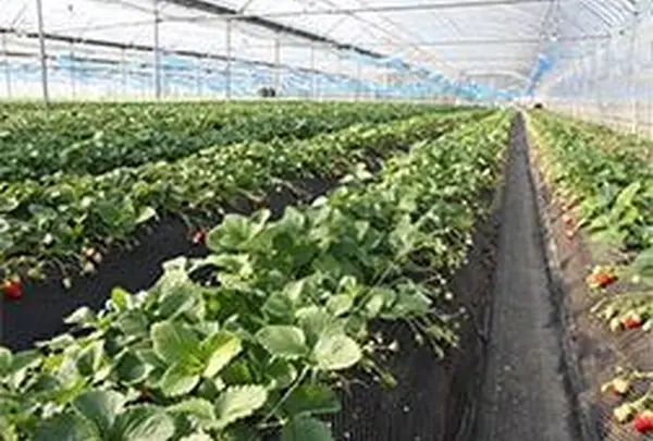 観光農園 吉次園の写真・動画_image_57111