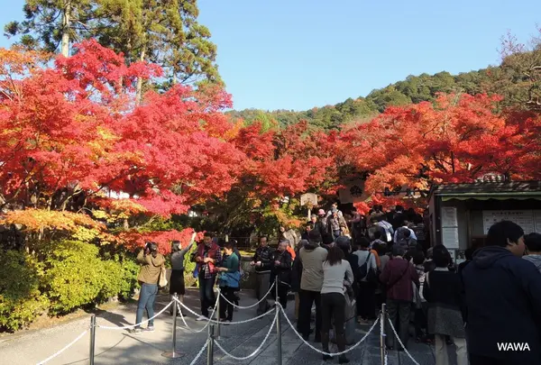 永観堂の入場券売場の混雑