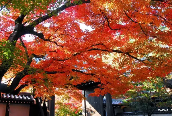 永観堂無料エリアの紅葉