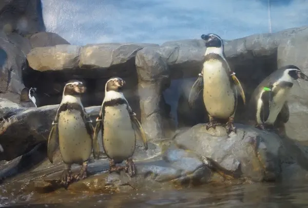 ペンギン♡