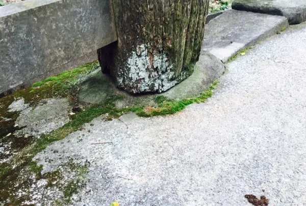 津門神社の写真・動画_image_58168