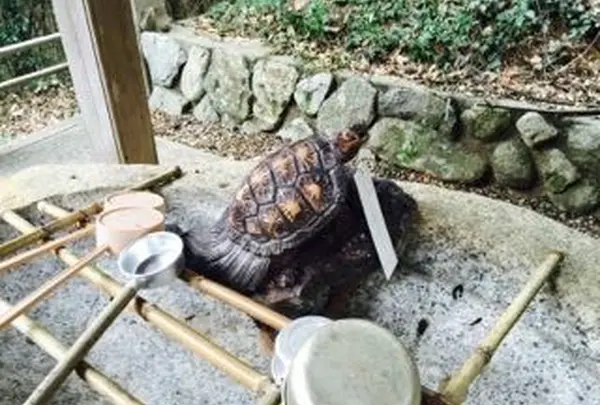津門神社の写真・動画_image_58174