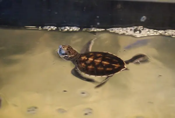 ウミガメの赤ちゃん