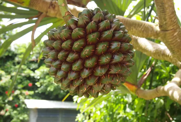 島内の植物