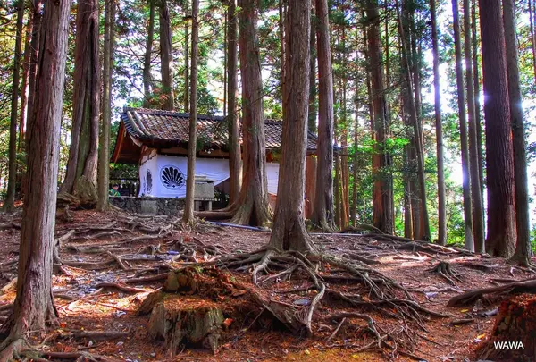 鞍馬山の写真・動画_image_58412