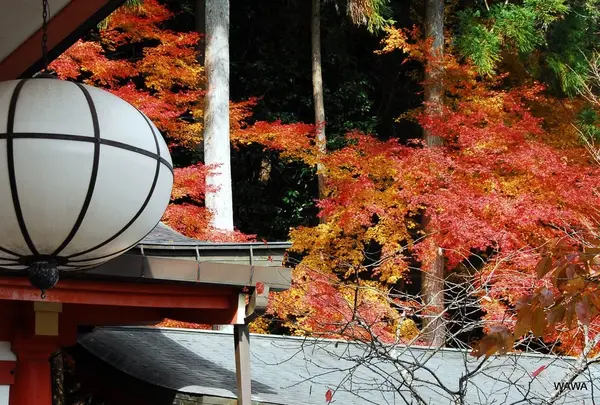 鞍馬寺の紅葉