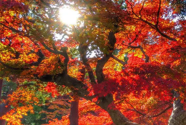 永観堂禅林寺
