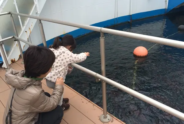 中央の生簀でエサやり