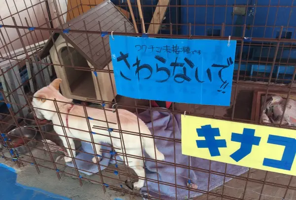 シュールなキナコちゃんがお出迎え