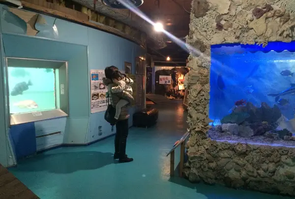 左の窓からは天草の海中が見られます