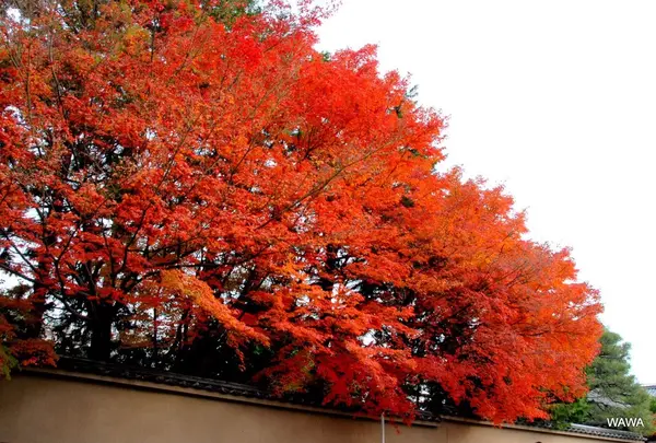 龍眠庵の紅葉