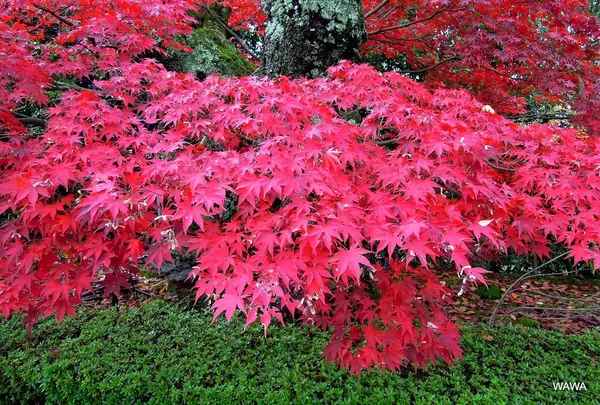 戒光寺（泉山弁財天）の紅葉