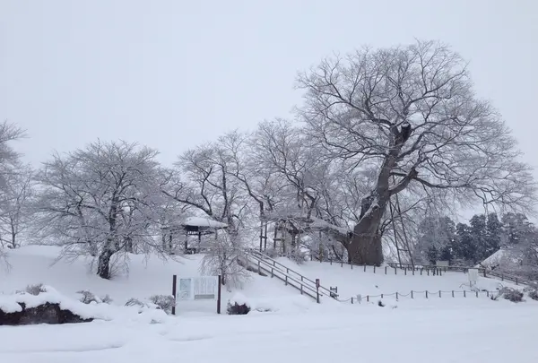 冬は雪でいい景色です。