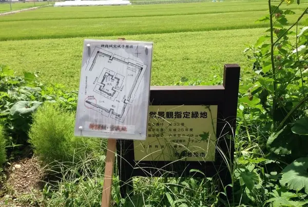 ここから見える田んぼ