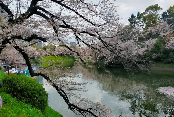 千鳥ケ淵緑道