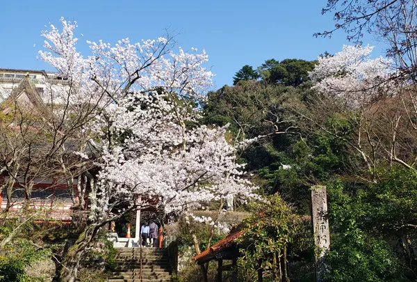境内の桜