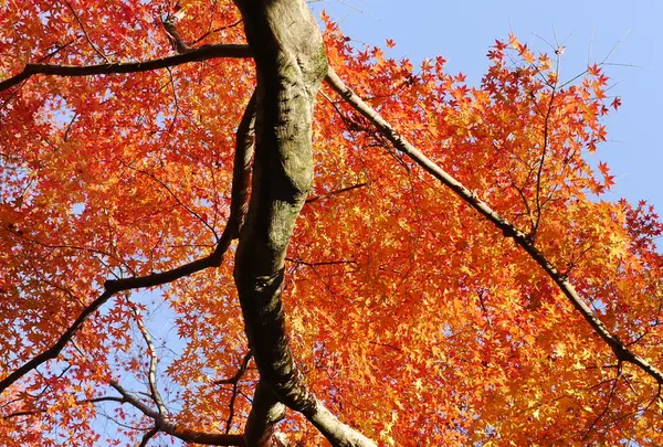 すばらしい紅葉