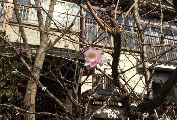 寒桜⁈^_^