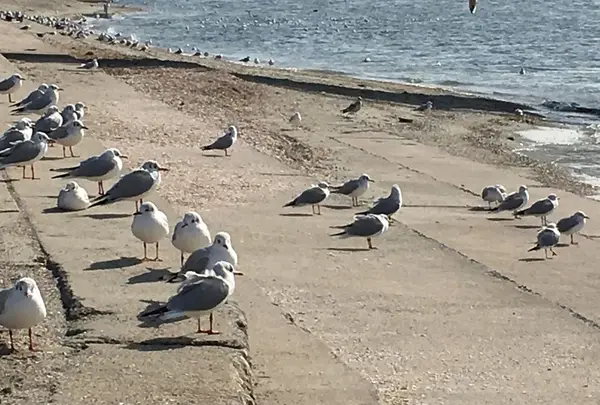 海と触れ会える階段式護岸