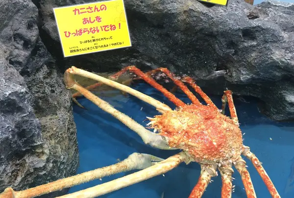 タカアシガニ