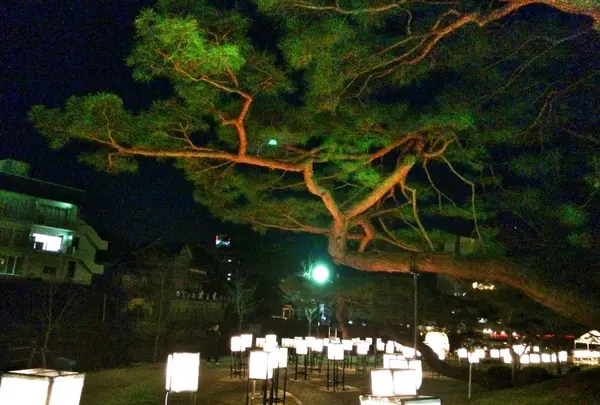 立派な松の枝