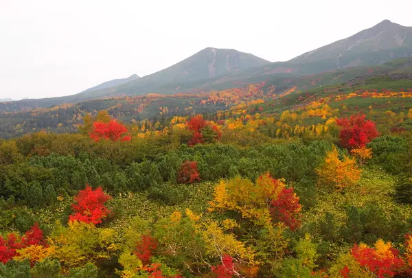 十勝岳望岳台の写真・動画_image_6100