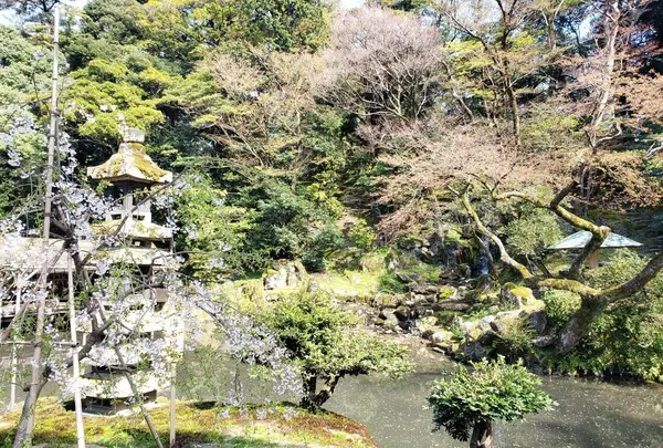 桜が見頃