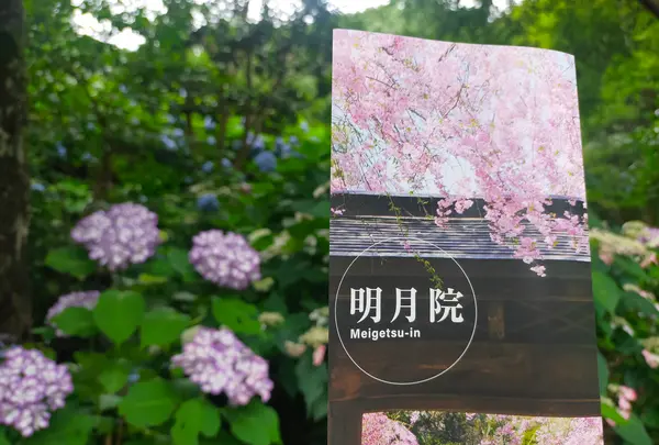 明月院（あじさい寺）の写真・動画_image_614362