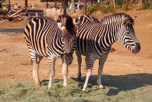 ウォーキングサファリ