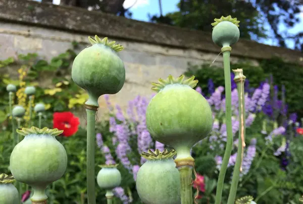 University of Oxford Botanic Gardenの写真・動画_image_62343