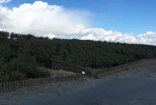 砂防林
