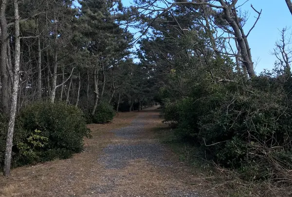 砂防林の中の道