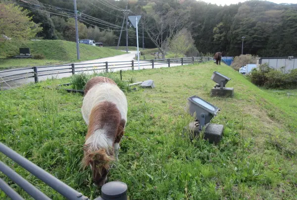 飼育