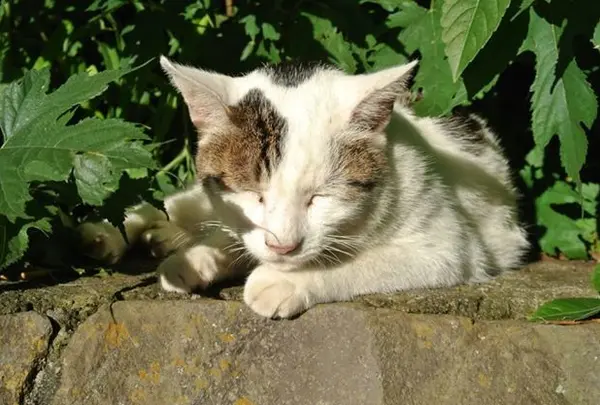 ひなたぼっこしてる野良猫たち