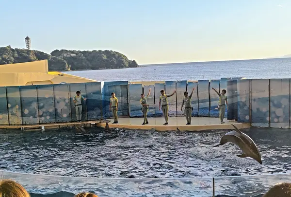 新江ノ島水族館の写真・動画_image_646660