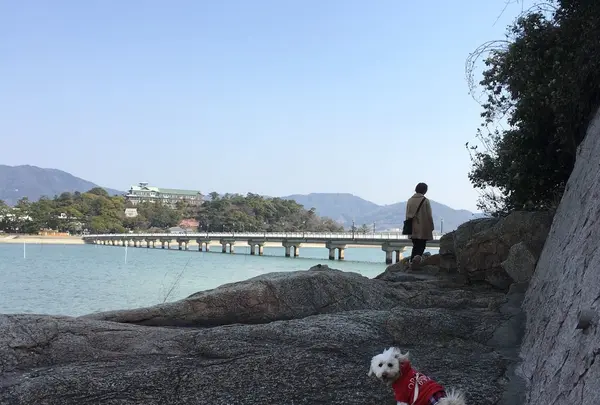 竹島の写真・動画_image_65327