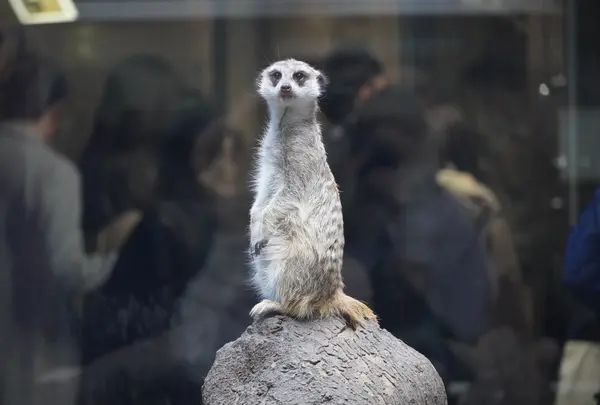 上野動物園の写真・動画_image_658698