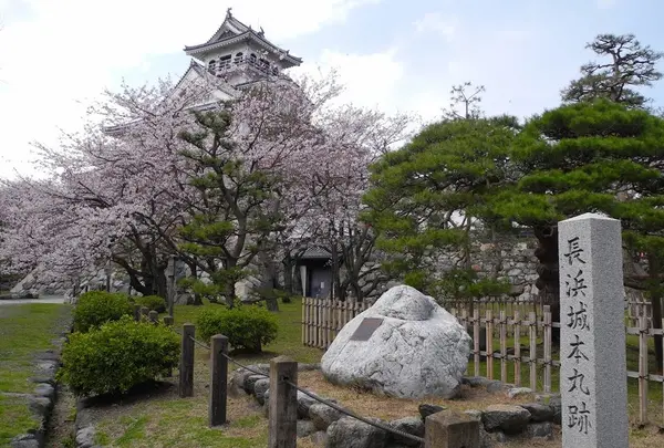 豊公園は桜の名所