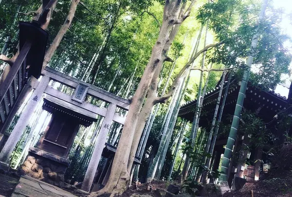 素晴らしい竹林。