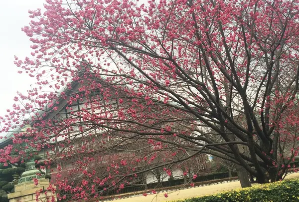 お花見スポット🌸