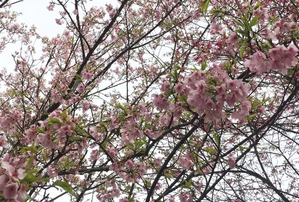 河津桜も