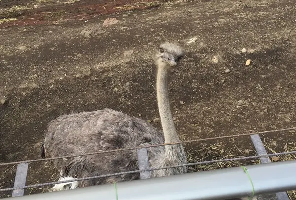 伊豆アニマルキングダムの写真・動画_image_67466