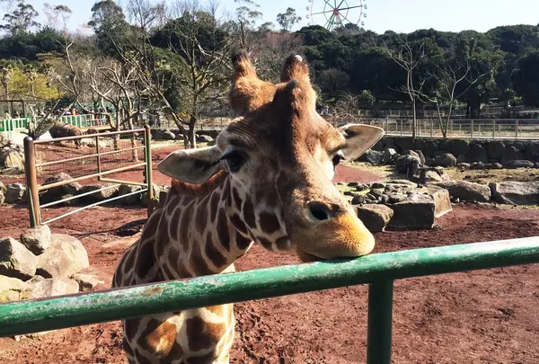 伊豆アニマルキングダムの写真・動画_image_67467