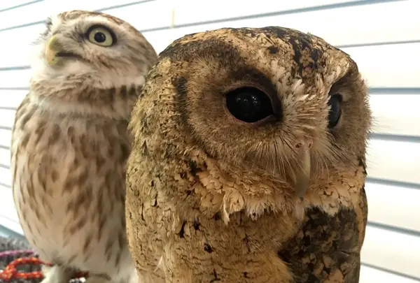 大きさは様々