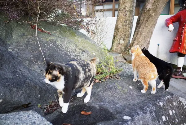 なぜかねこがいっぱい！