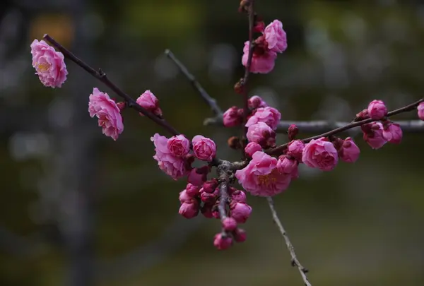兼六園の写真・動画_image_678365