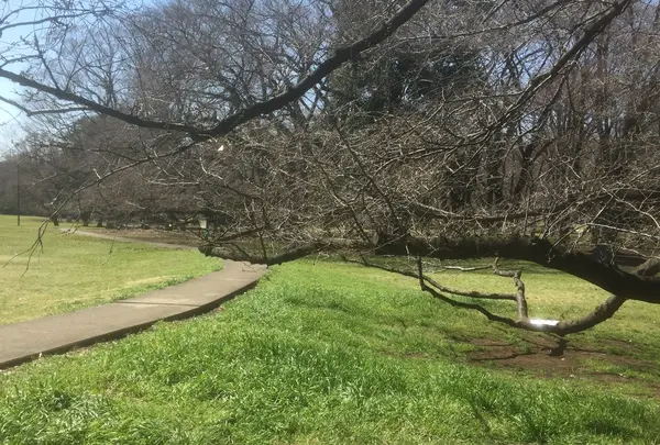 桜が近い